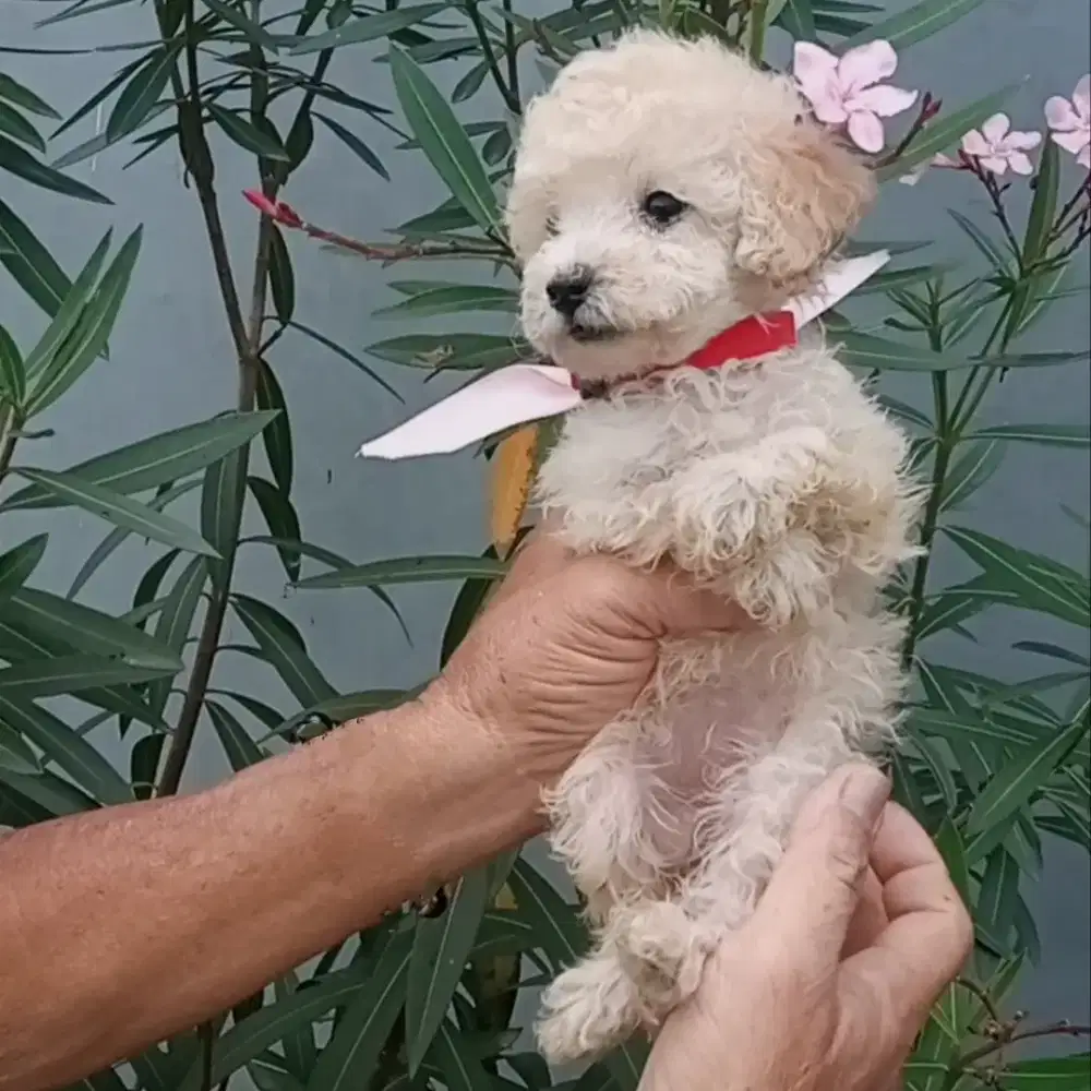 Toy poodle betina aprikot