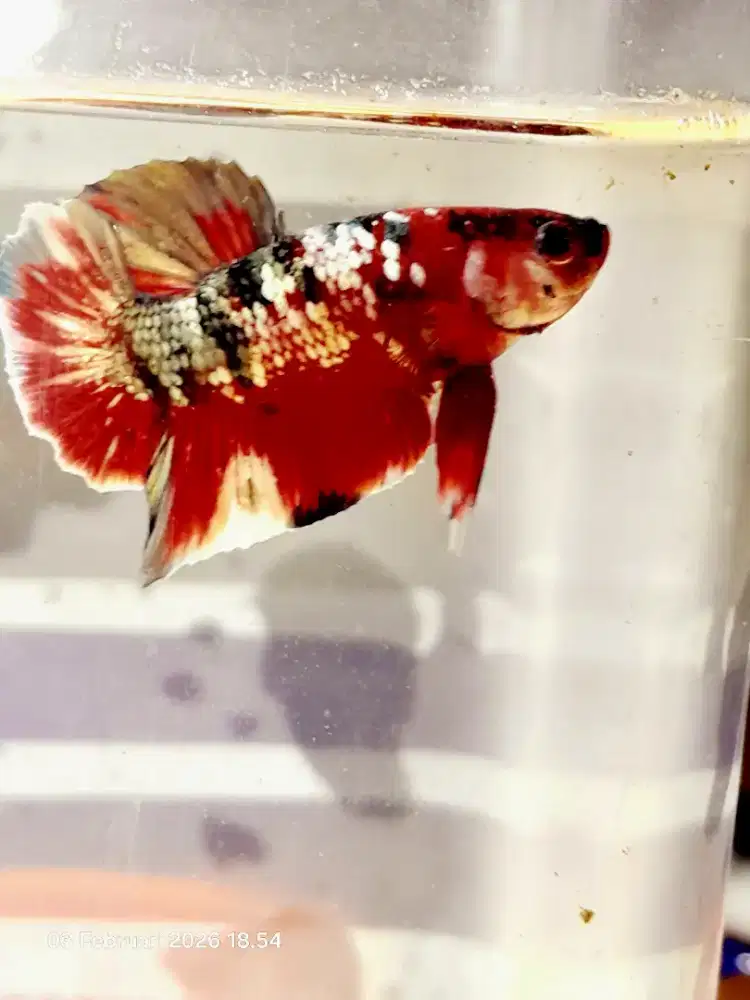 Cubang barongsai +box