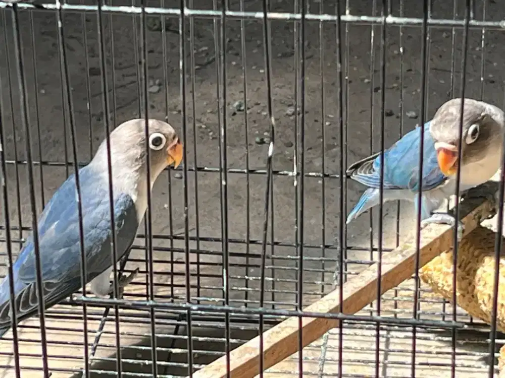 Lovebird usia sekitar 2 bulan sudah makan sendiri