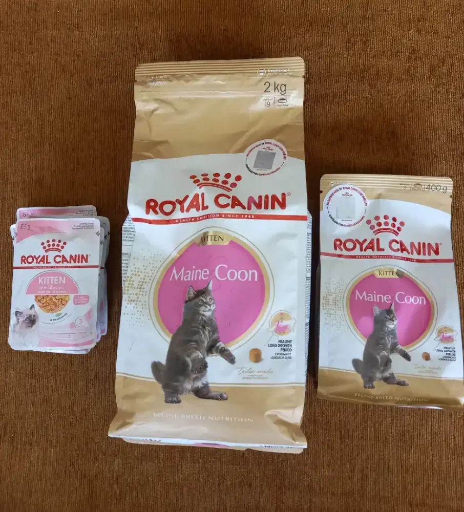 Jual RC Maine Coon Kitten