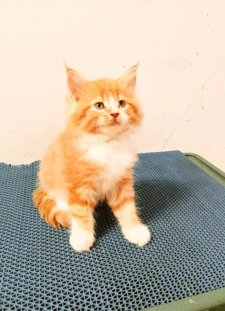 Kitten mainecoon Betina pure No mix. Induk Ped Cfa Mainebcoon