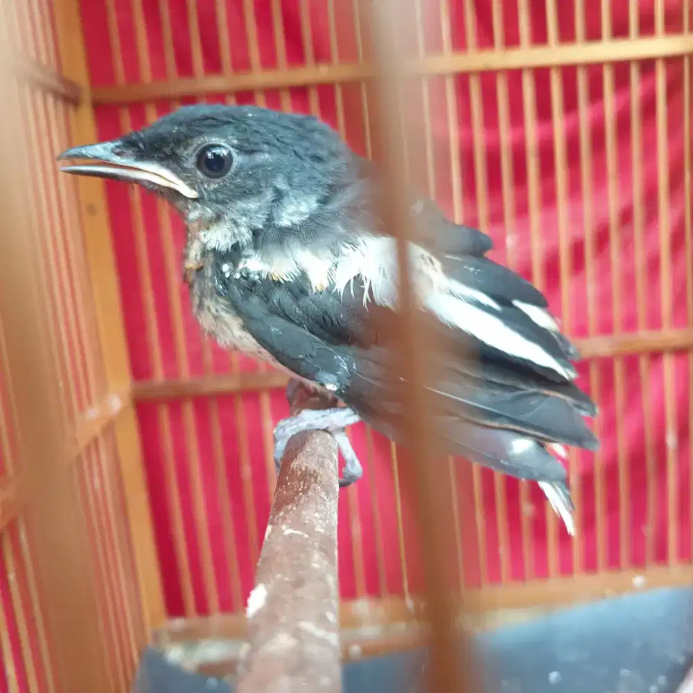 Kacer daput lolohan hutan prediksi jantan