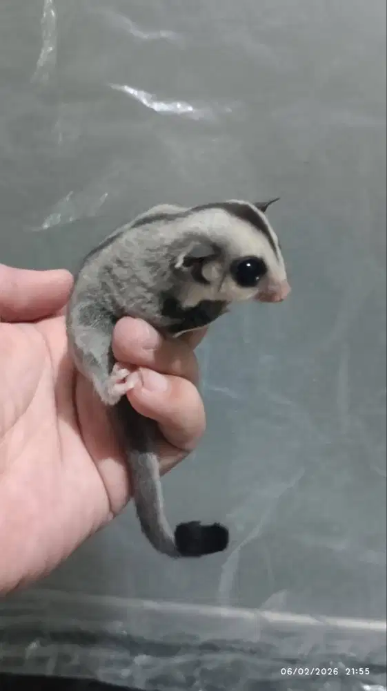 Sugar Glider Grey Joey Betina 1 bulan Cantik