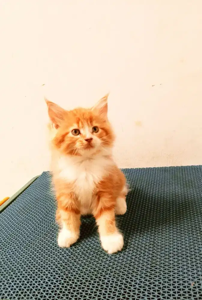 Kitten mainecoon betina pure bkn mix. Induknya ped Cfa mainecoon