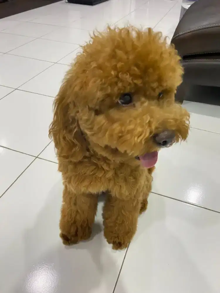 Anjing poodle vaksin