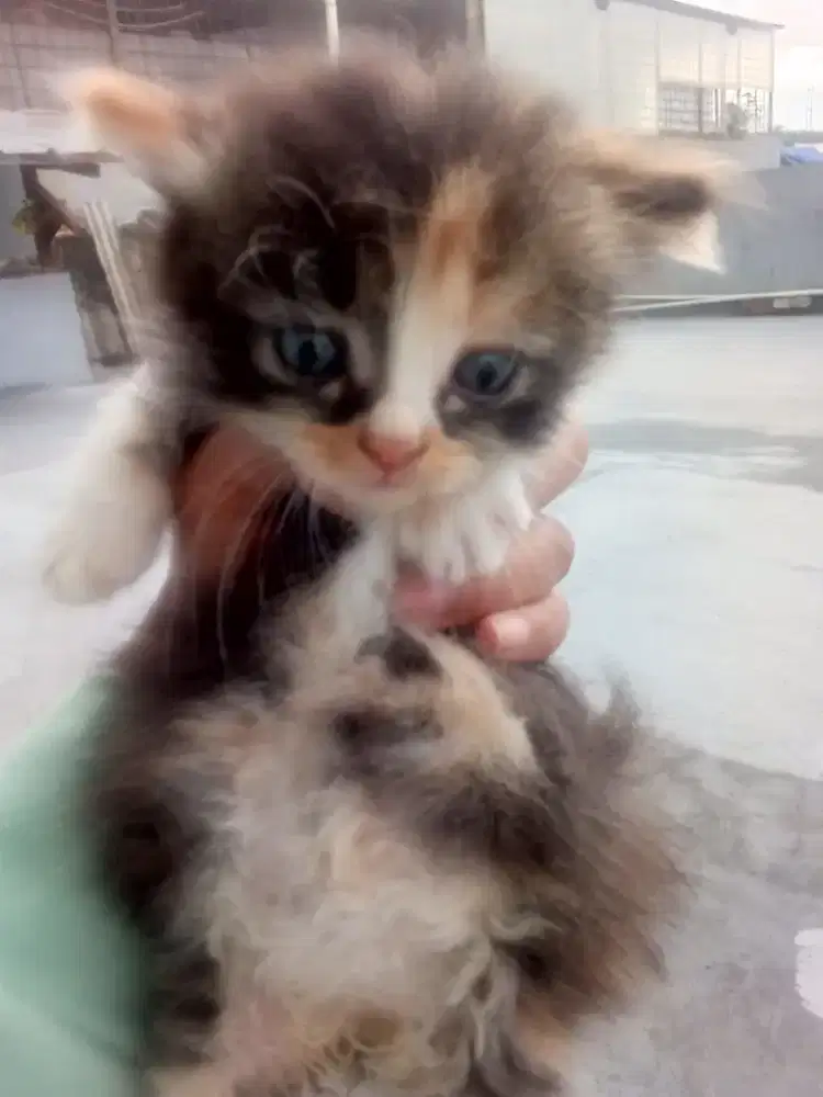 kitten  @munchkin