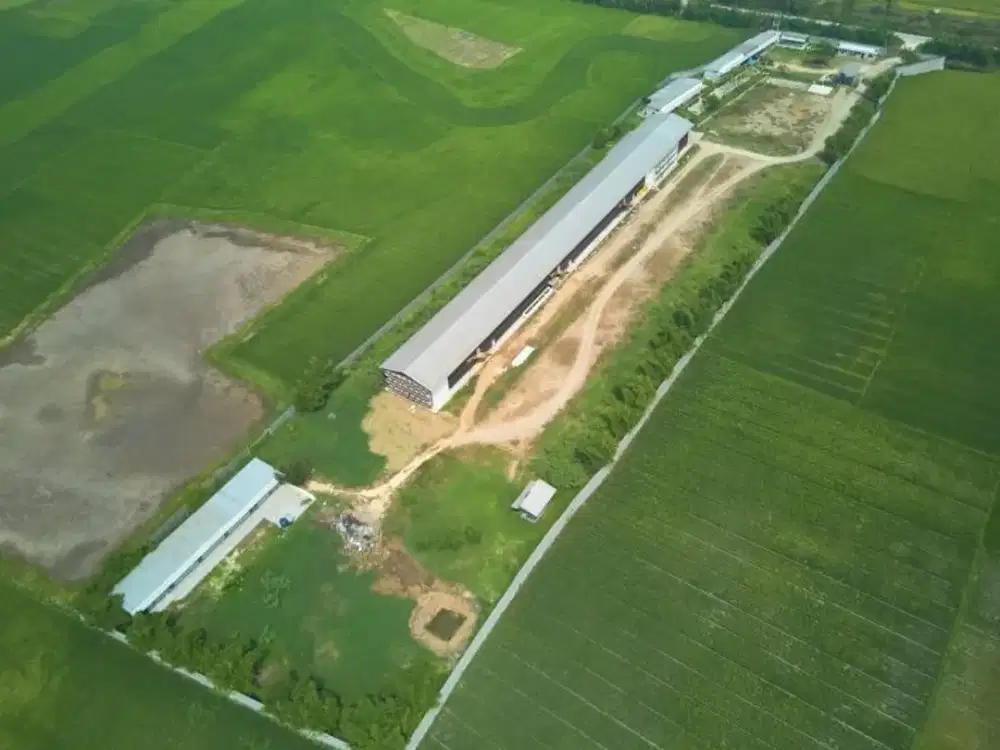 Dijual: Peternakan Ayam Potong Lengkap dengan Tanah, Bangunan & Aset