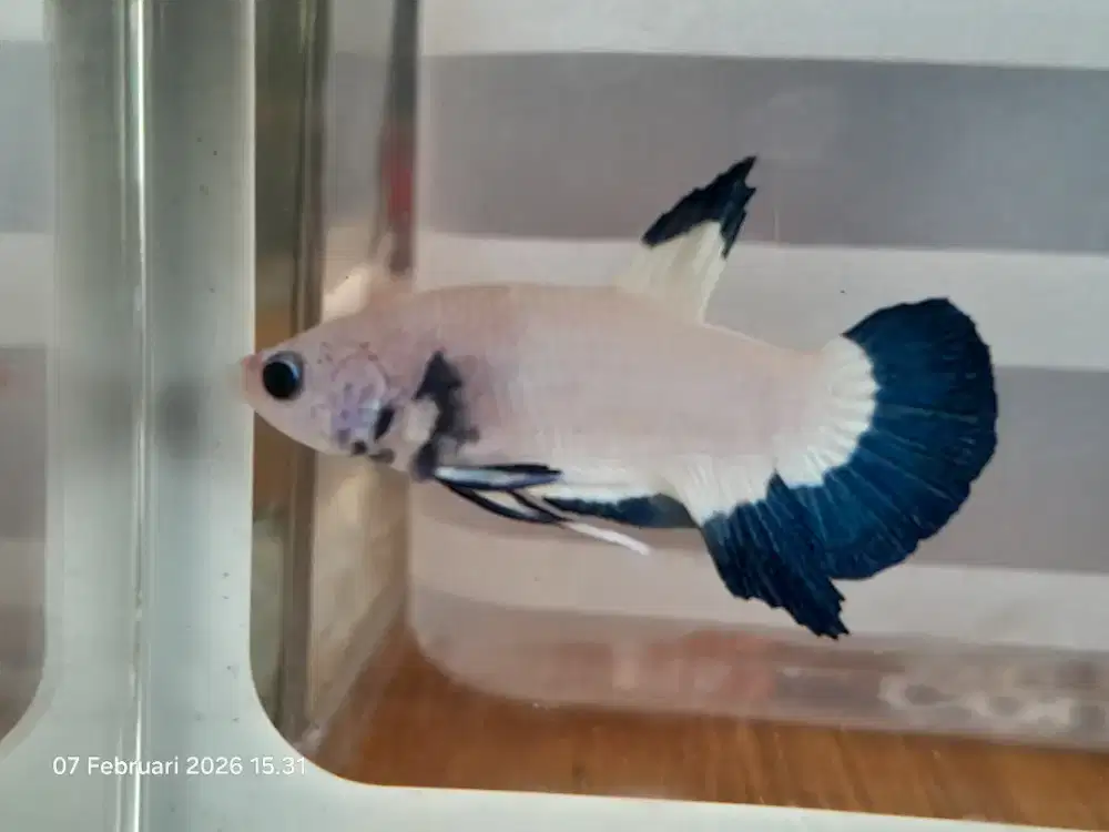 Cupang bluerim + box pajangan