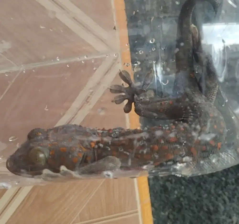 Di jual tokek rumahan murah meriah