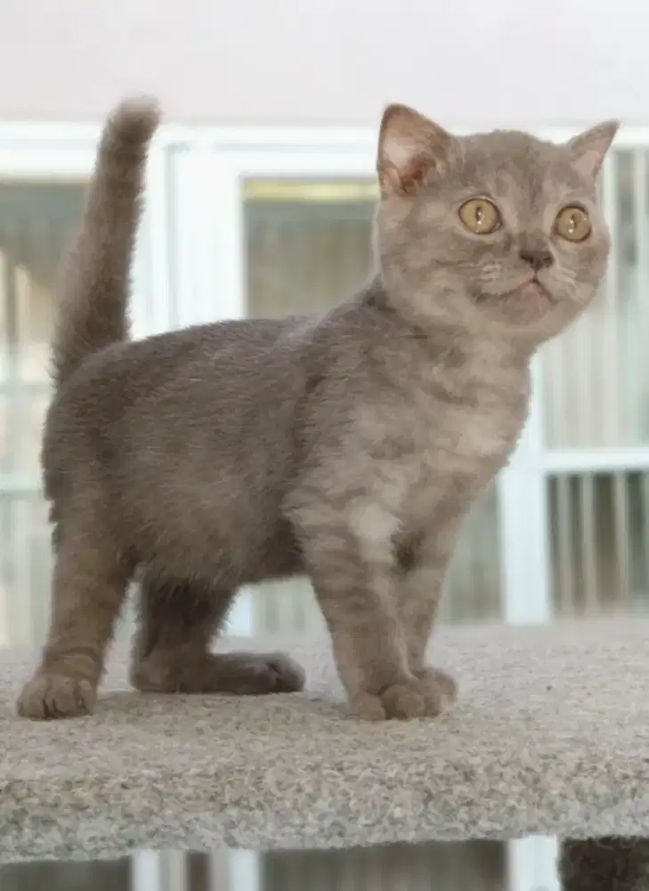 Scottish Fold mixbreed