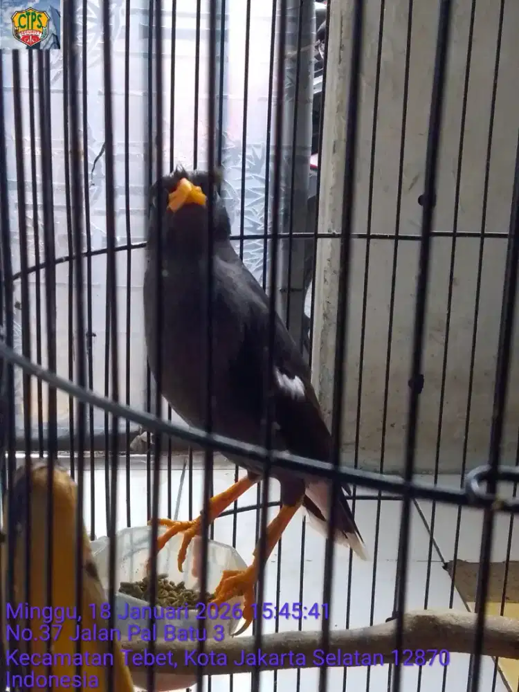 Jalak kebo makun burja