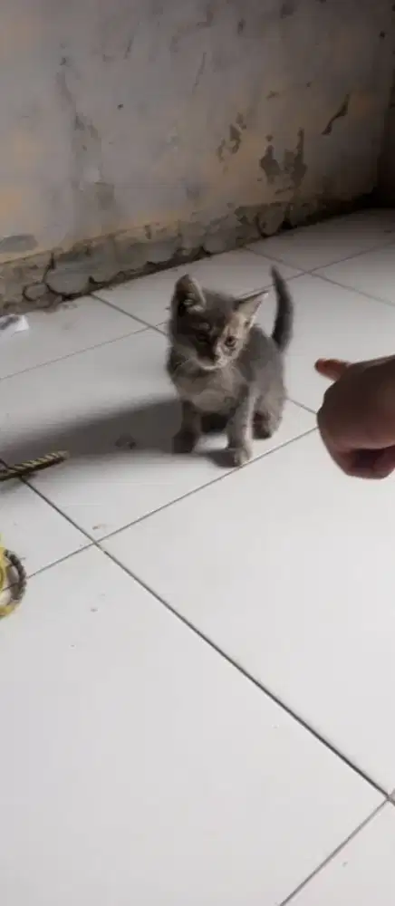 Kucing lucu imut turunan Himalaya