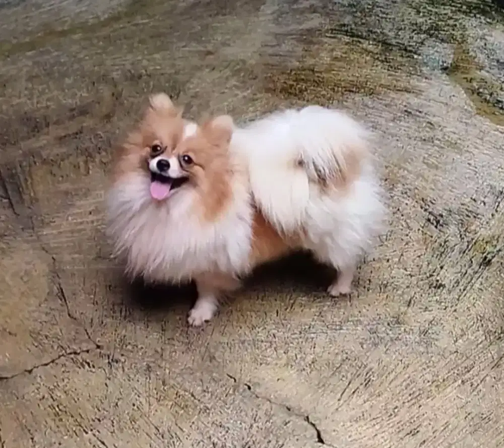 Betina bentar lagi lup stb vaksin