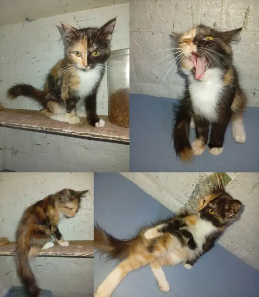 Kitten kucing betina 3 bulan Calico tricolor