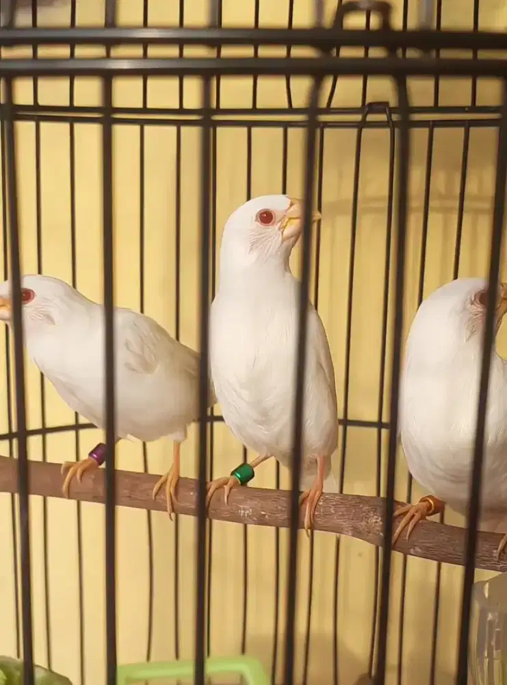 Emprit jepang mata merah (MM)