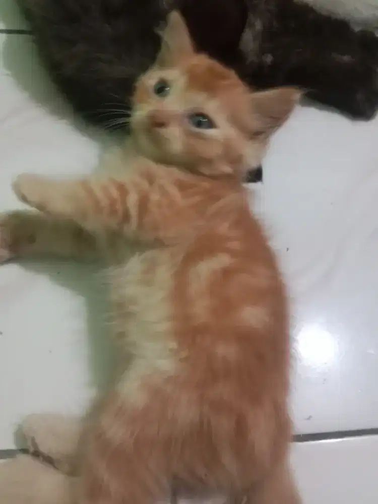 Anak kucing cowok mix dome