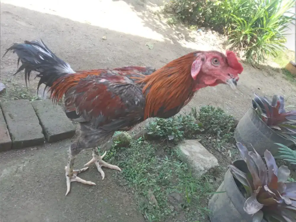 Jual ayam bngkok x pakhoy umur 5bulan