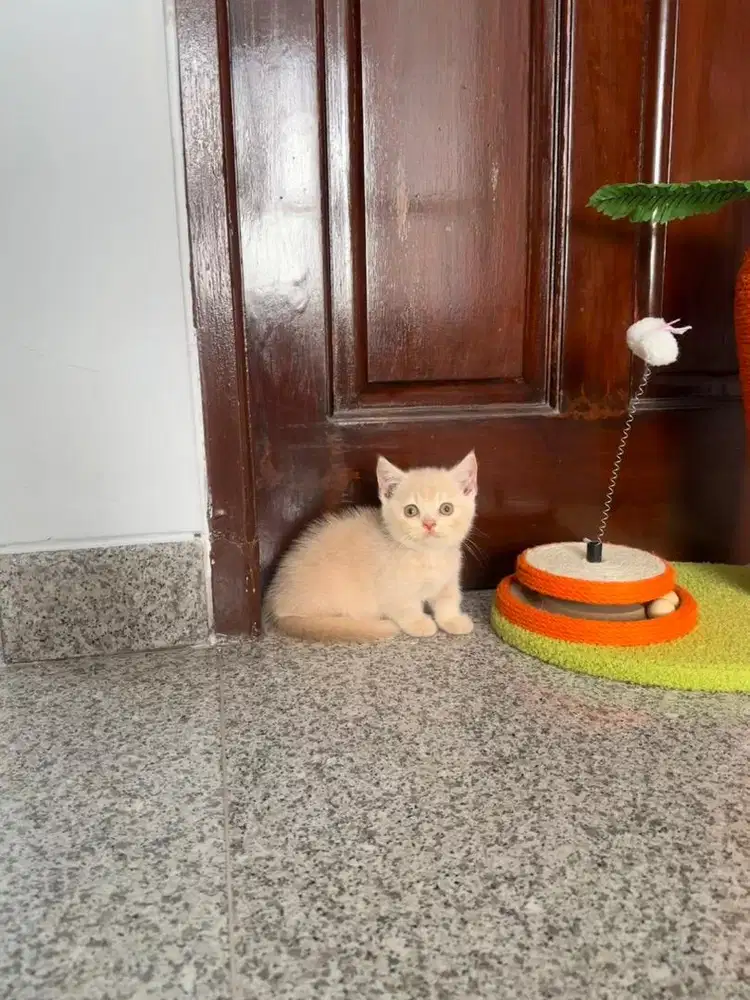 Munchkin british shorthair cream Jantan bsh kucing cat kitten male