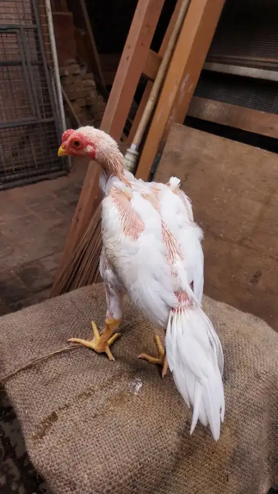 Ayam hias bangkok ekor lidi