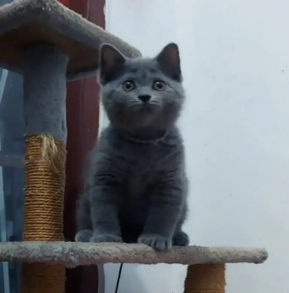 British Short Hair Blue Line Ped Wcf Betina