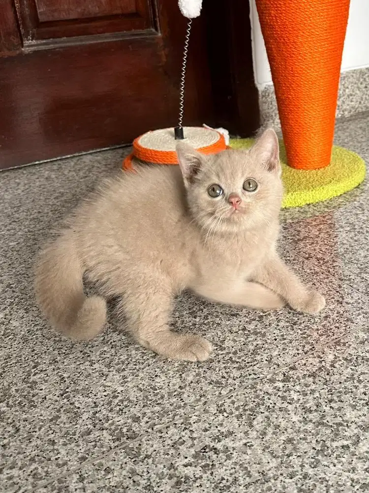 Kucing Munchkin british shorthair cream Jantan