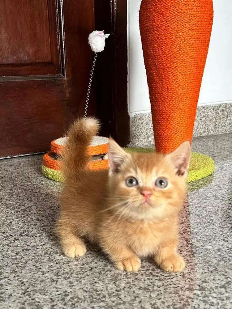 Munchkin British shorthair Red Jantan bsh kucing cat