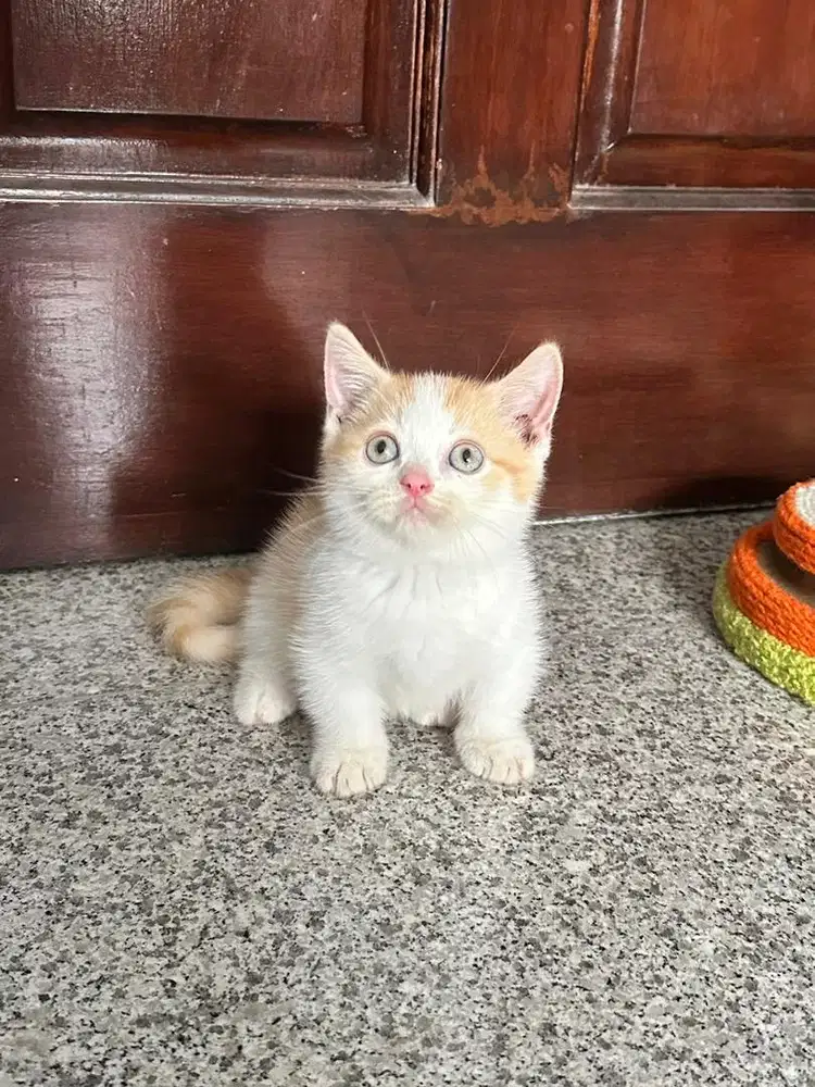 Munchkin British shorthair Bicollor Red Jantan bsh kucing cat male