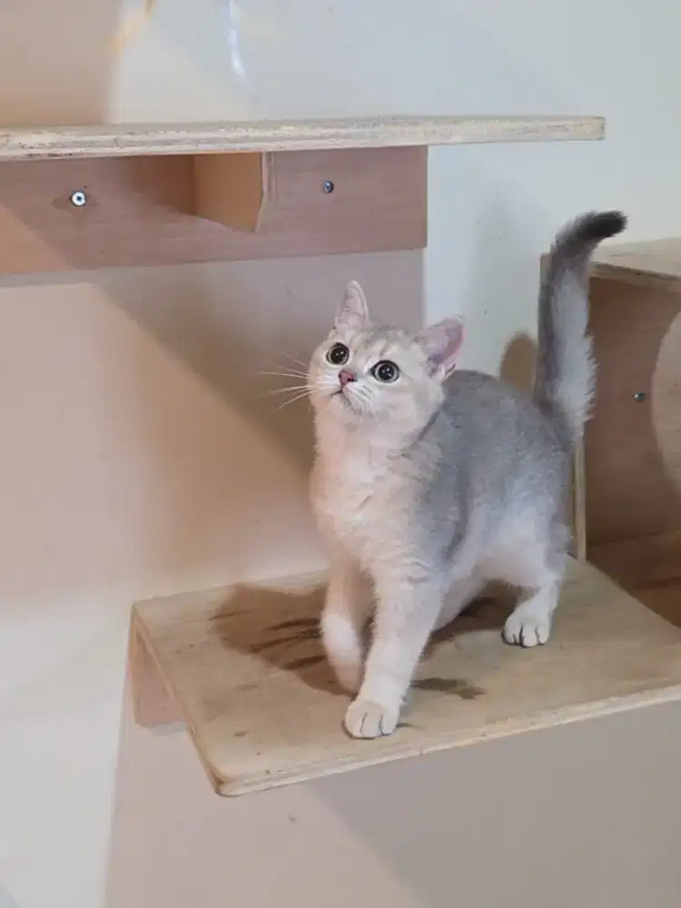 Kitten BSH British Shorthair Betina Golden AY