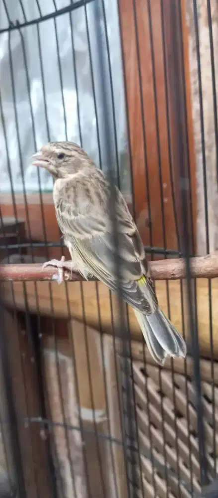 Burung blacktroat bostwana paud jantan tulen