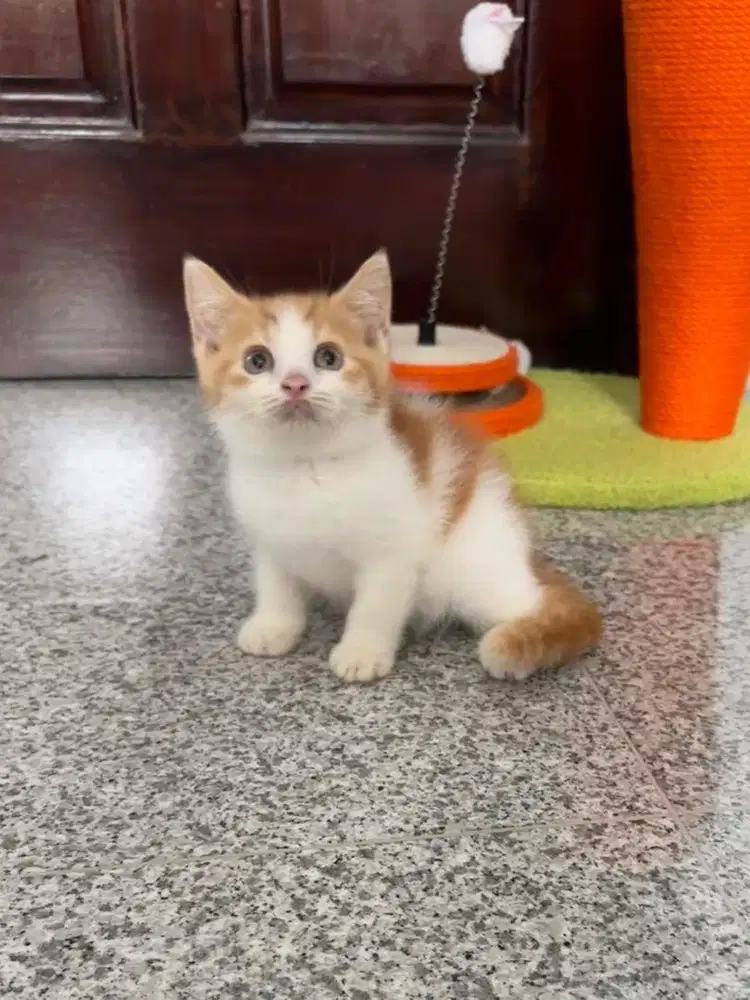 British shorthair Bicollor Red Jantan kucing bsh cat male