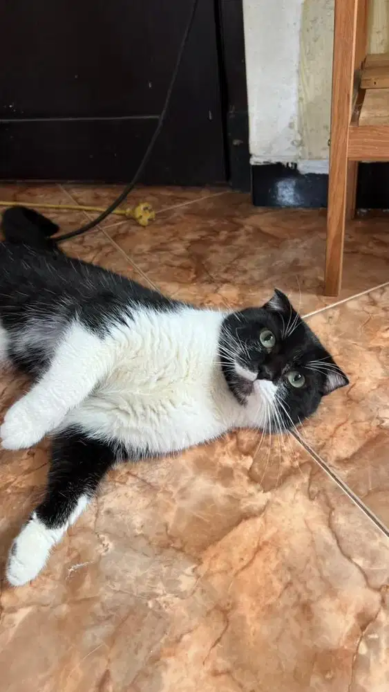 Kucing Scottish Fold Jantan