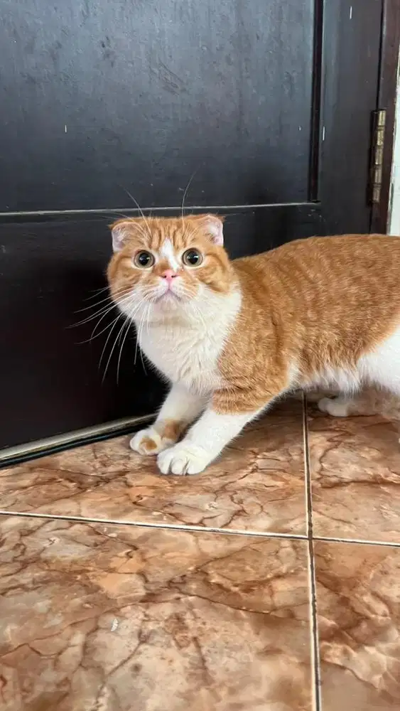 Kucing Scottish Fold Jantan Warna Orange