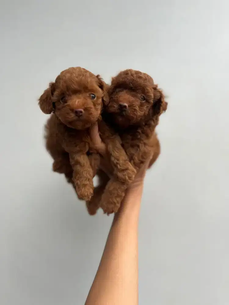 Super red tiny poodle
