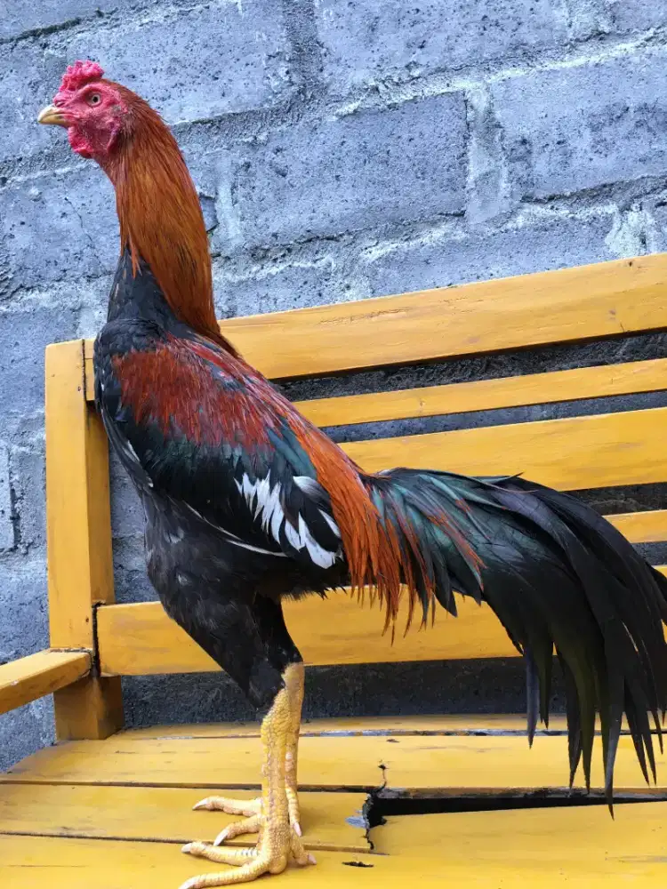 Ayam Bangkok Pukul Bom Ubed Jalu Renteng