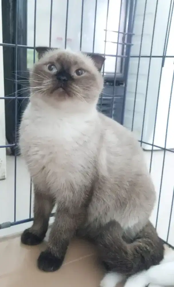 Scottish Fold Female