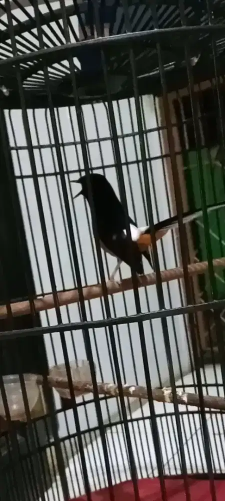 Murai materi banyak gacor dor fulset