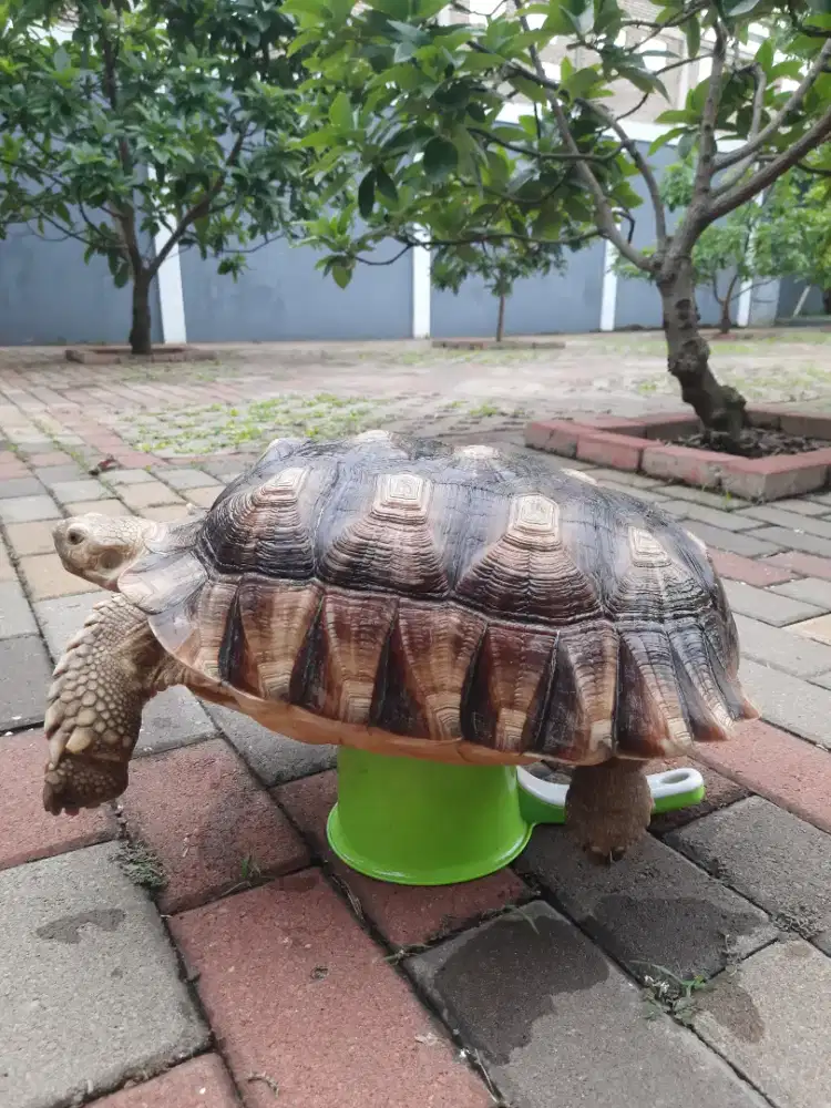 Sulcata 40cm sudah rajin kawin