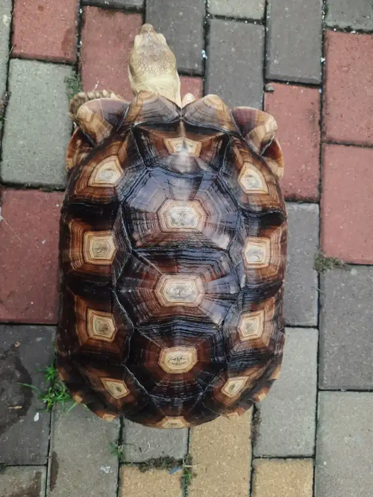 Sulcata 40cm sudah rajin kawin