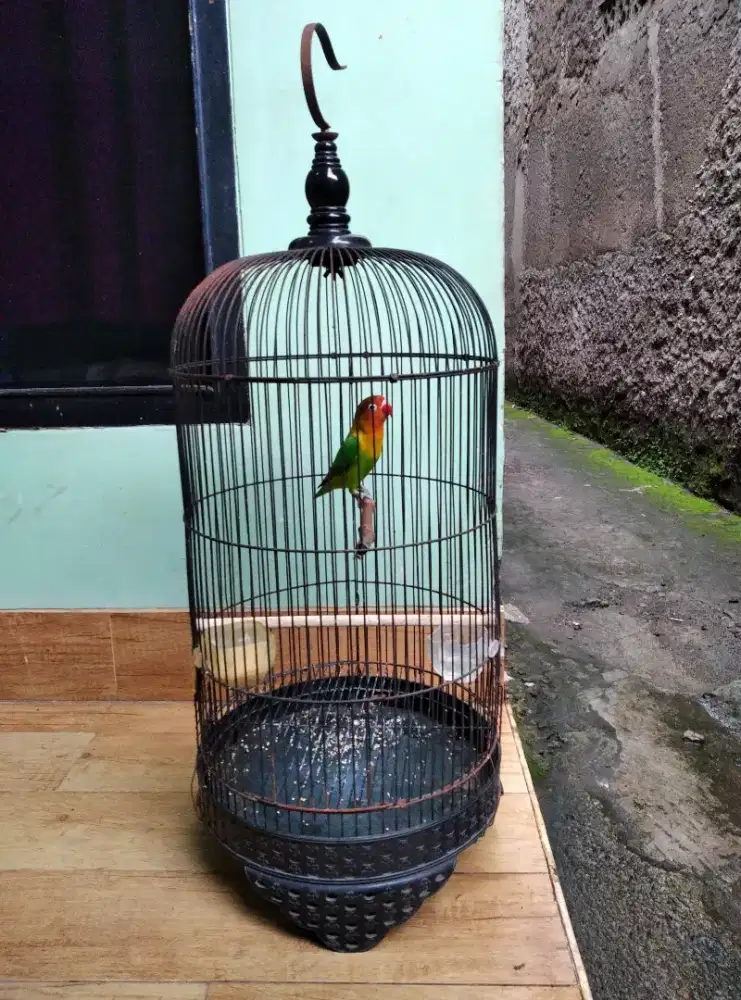Burung  lovebird josan bety  dewasa