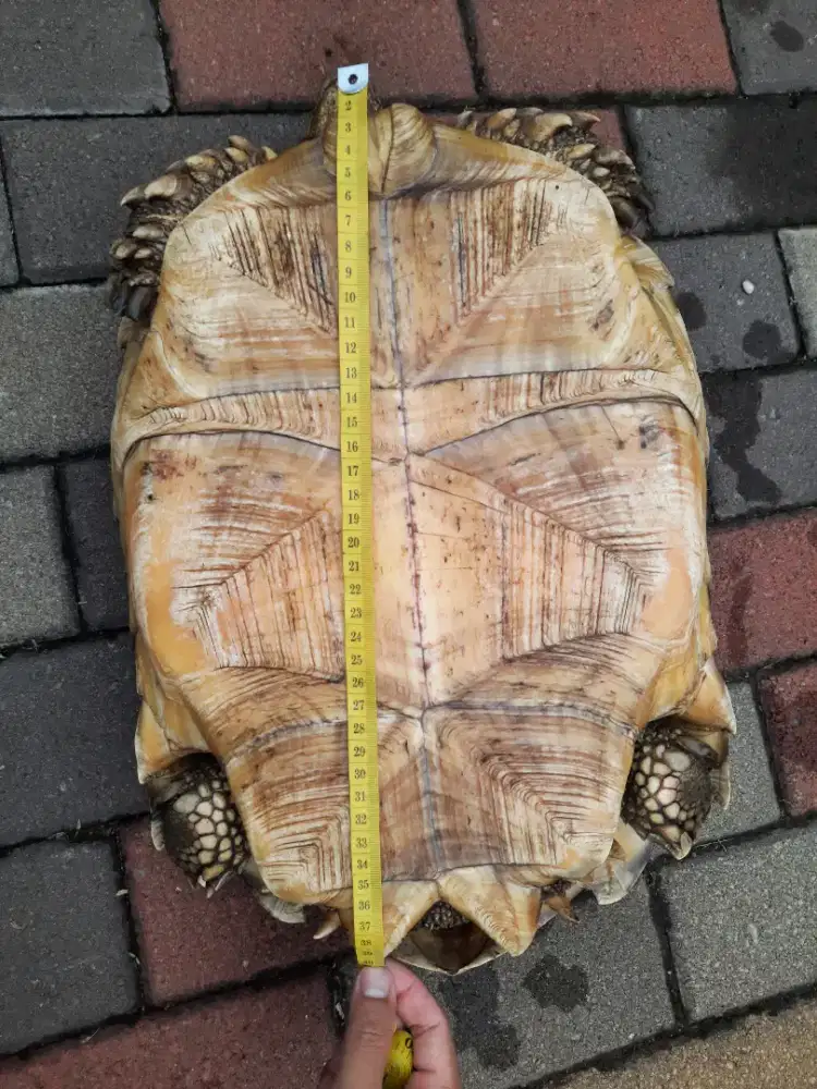 Sulcata betina 40cm