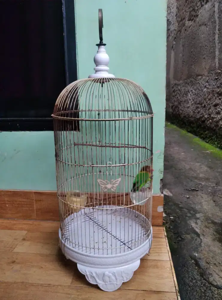 Burung lovebird josan jantan dewasa