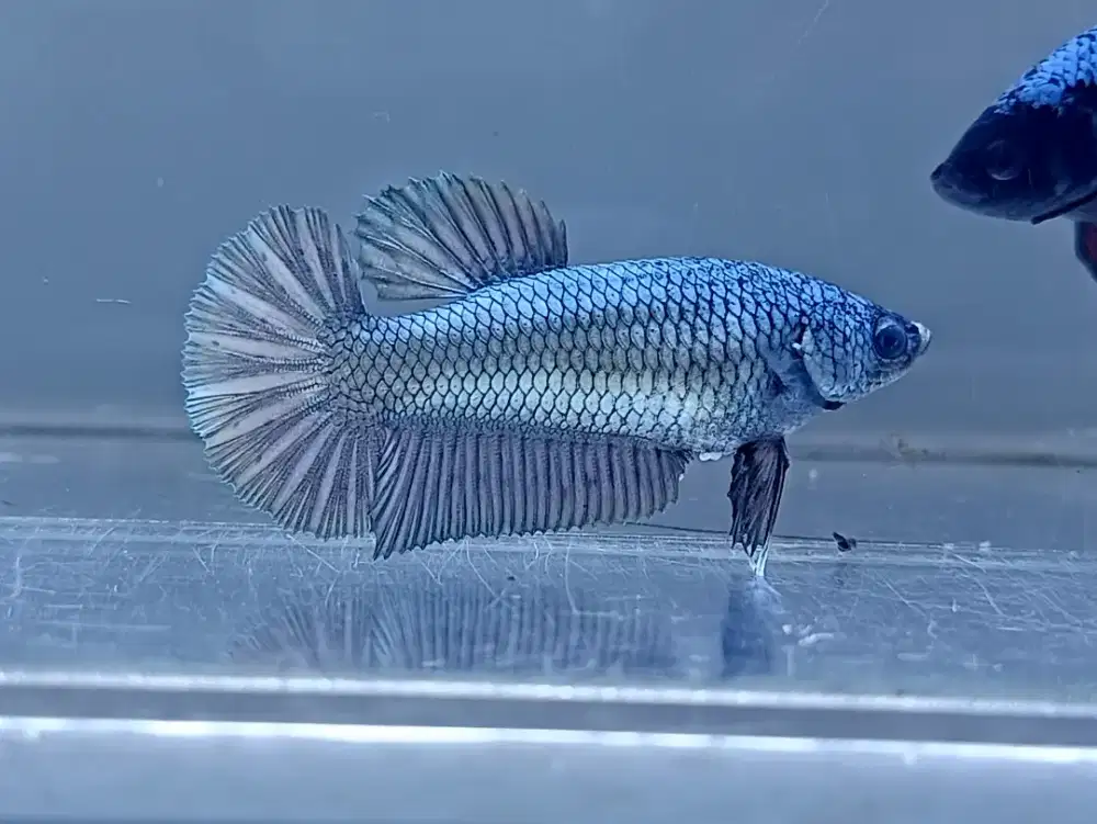 ikan cupang betina giant coper