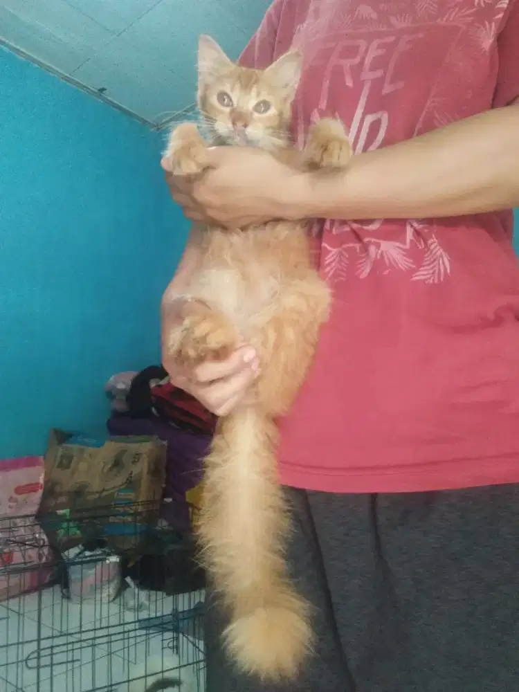 Kucing kitten betina 3 bulan