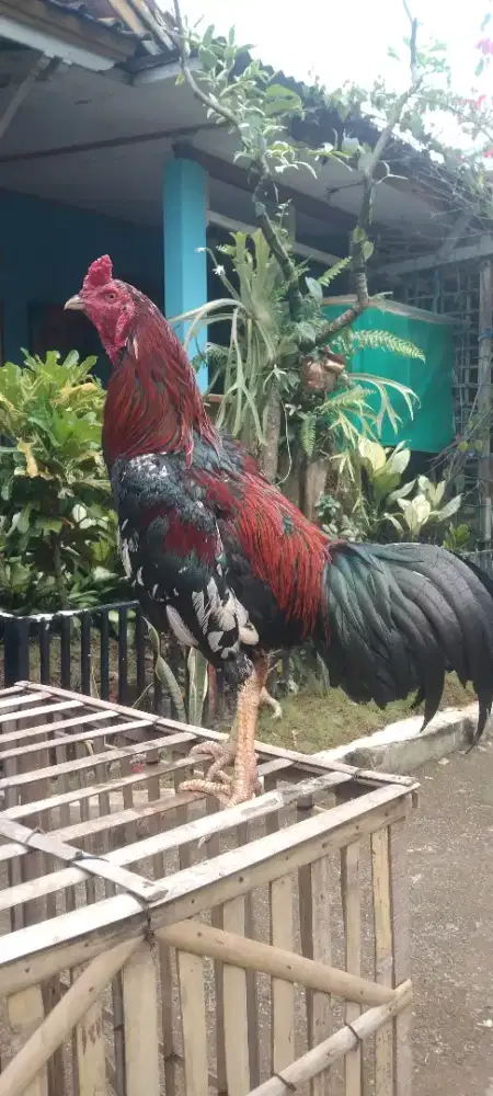 Ayam jago bangkok Pama Birma