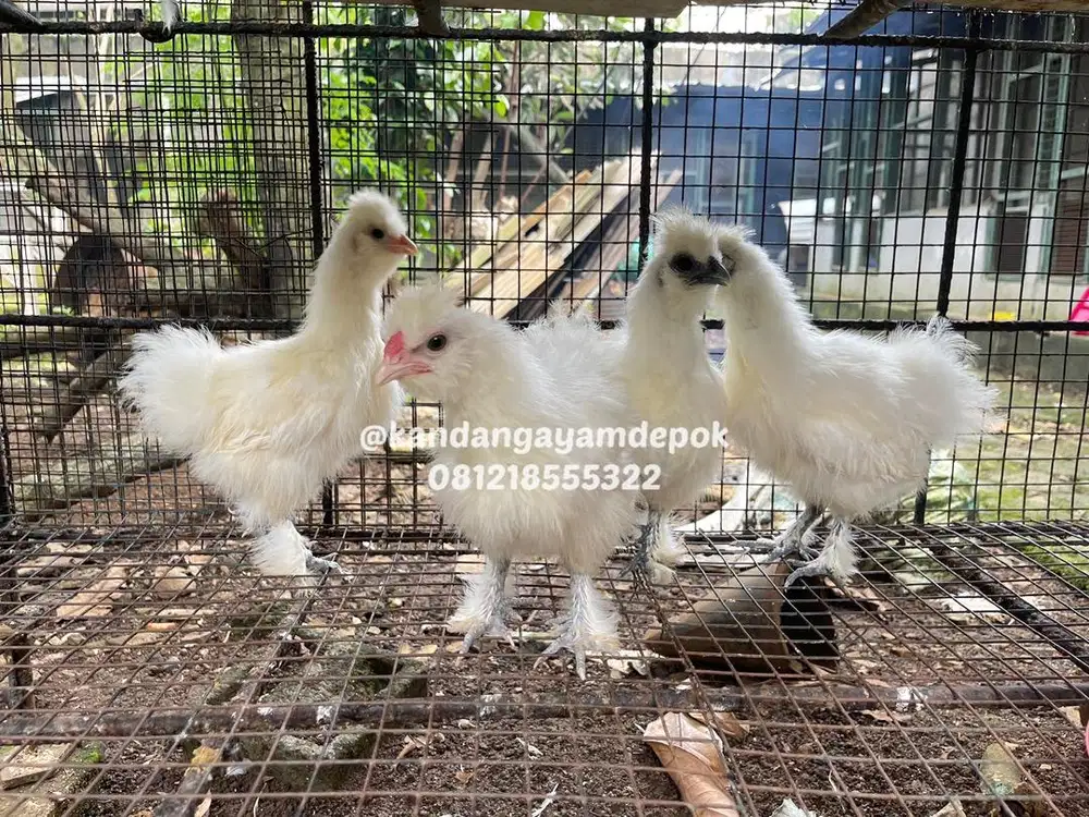 Ayam American Silkie