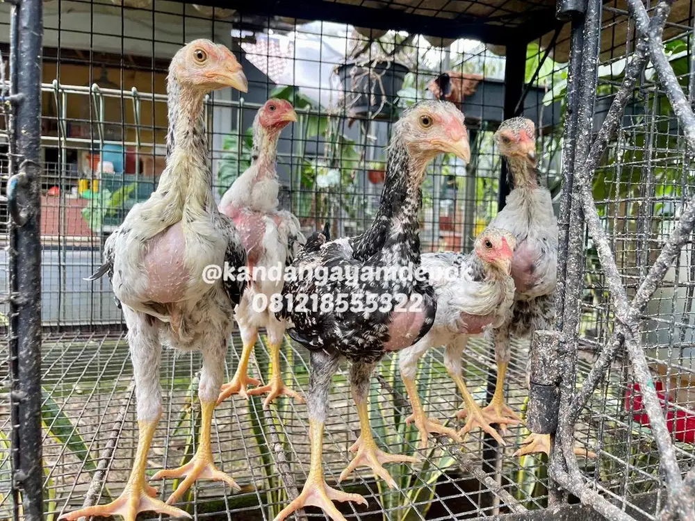 Ayam indio gigante 2-3 bulan