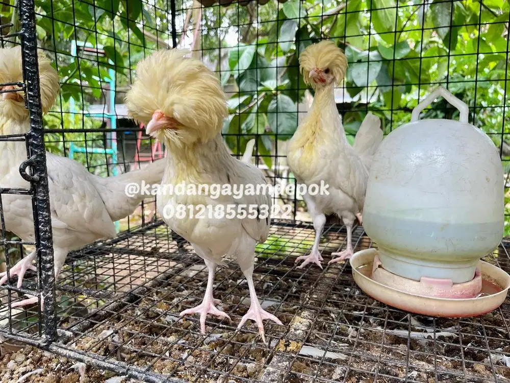 Ayam poland 4 bulan