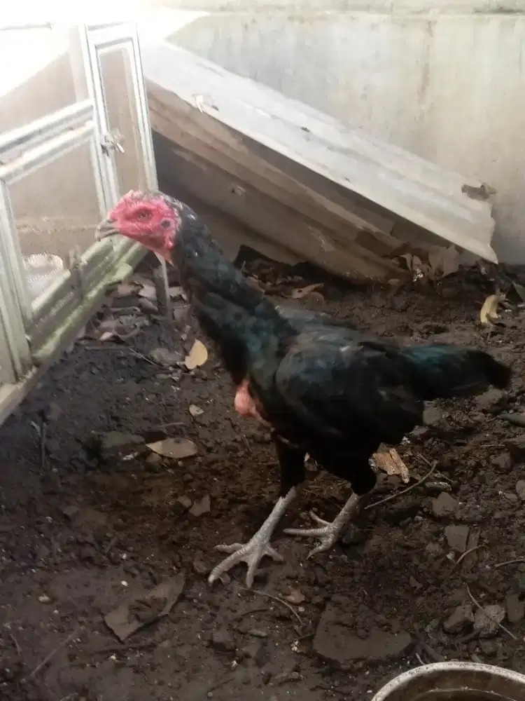 anakan mangon 4 ekor