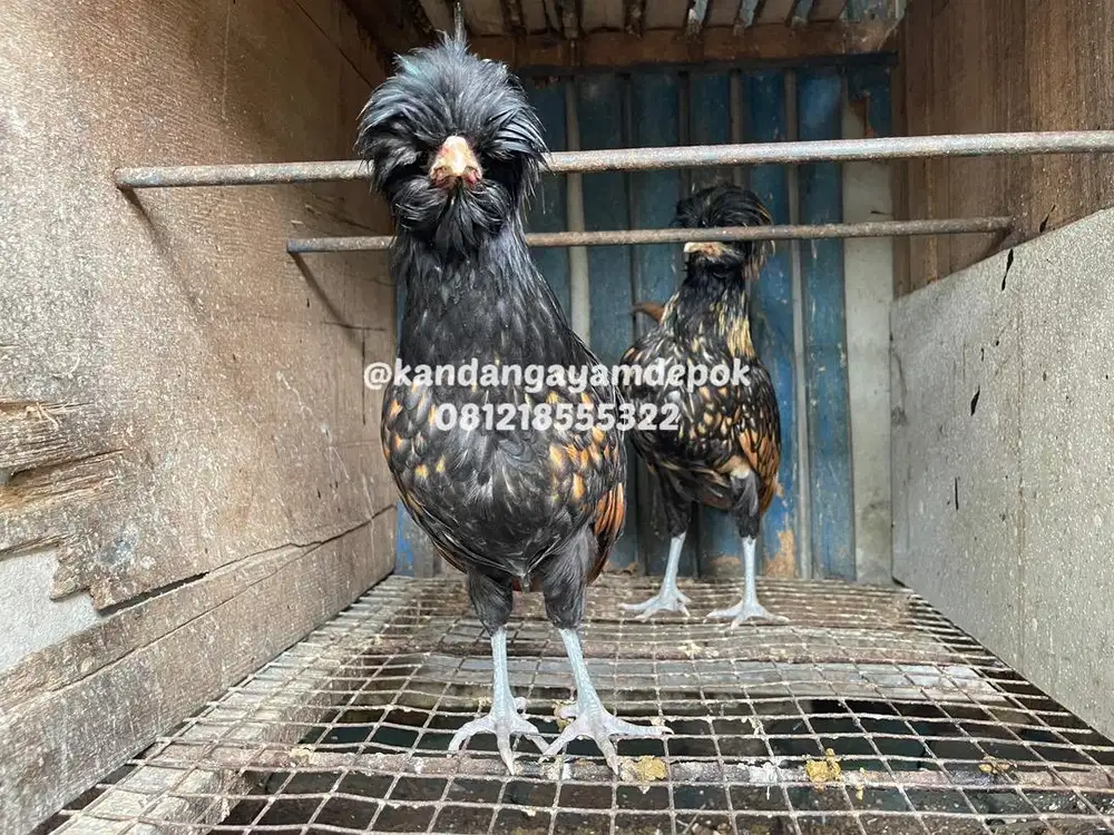 Ayam poland gold lanced sepasang
