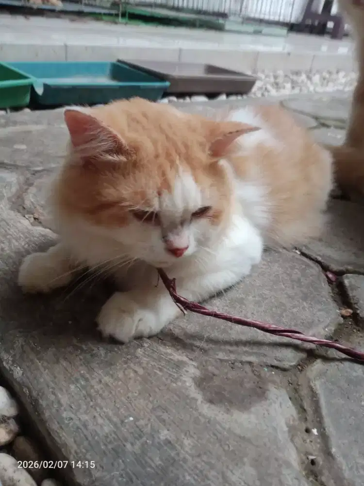 Kucing Persia Jantan/betina Umur 1,5 bulan, Sehat Lucu lincah gesit